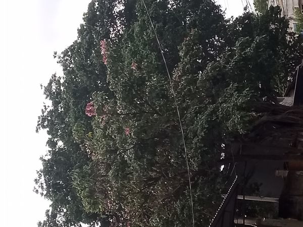 Identificação da planta Ipê Rosa por foto