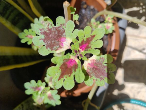 Identificação da planta Coração-magoado por foto