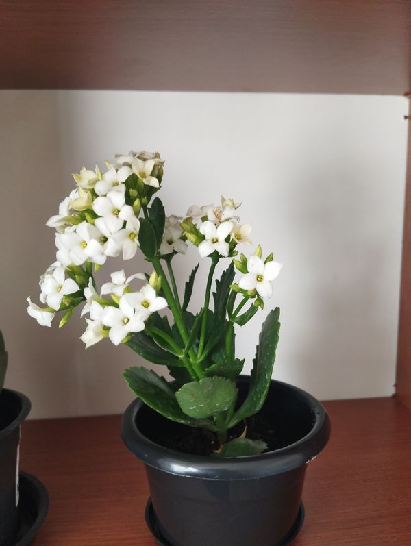 Identificação da planta Calandiva por foto