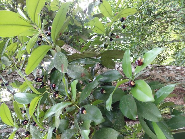 Identificação da planta Grumixama por foto