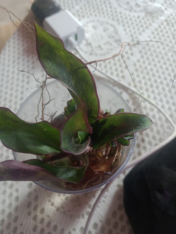Identificação da planta Planta de cesta por foto