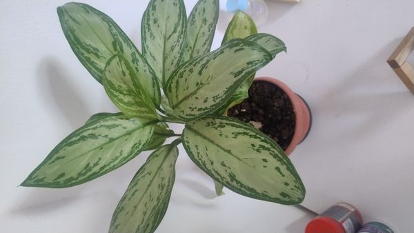 Identificação da planta Café de Salão por foto