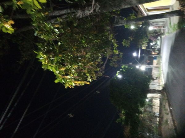 Identificação da planta Lofantera por foto