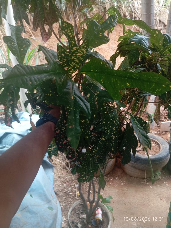 Identificação da planta Cróton por foto