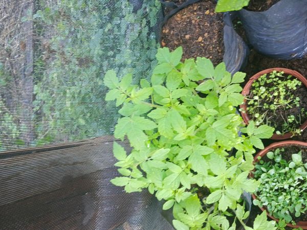 Identificação da planta Tomate por foto