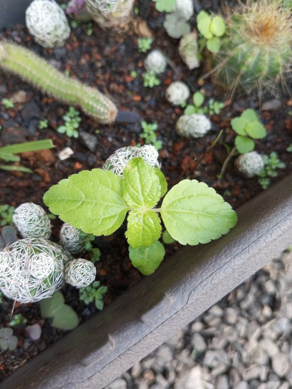 Identificação da planta Mentrasto por foto