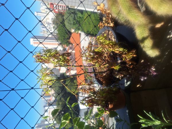 Identificação da planta Bonsai-Havaí por foto