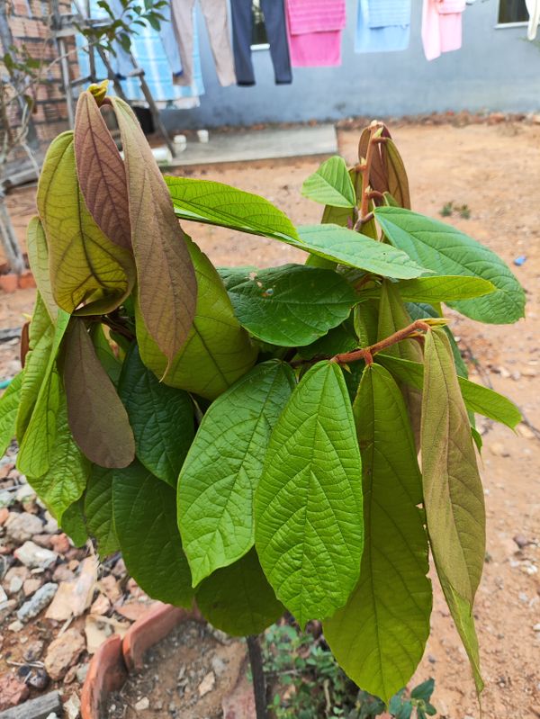 Identificação da planta Cupuaçu por foto