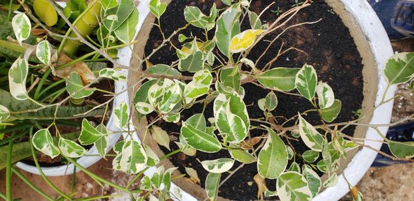 Identificação da planta Figueira-benjamim por foto
