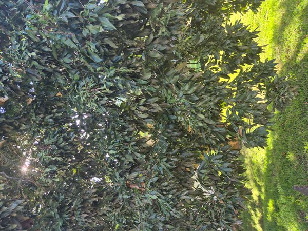 Identificação da planta Manga por foto