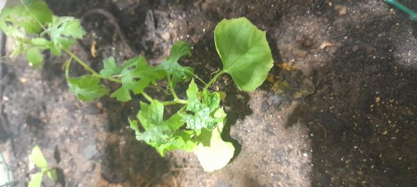 Identificação da planta Melão-de-são-caetano por foto