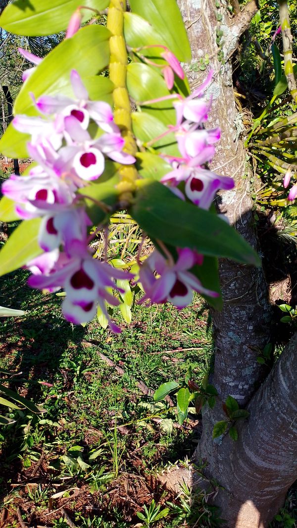 Identificação da planta Orquídea bambu por foto