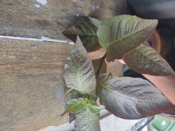 Identificação da planta Penicuíca por foto