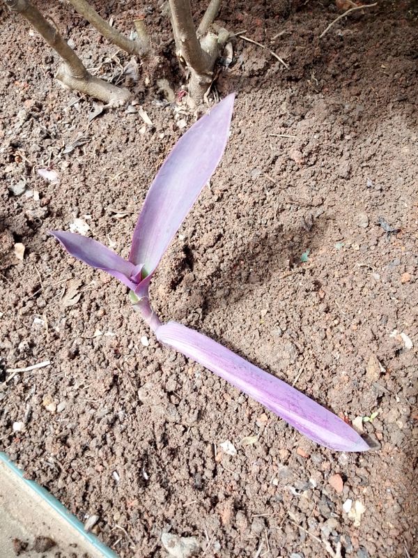 Identificação da planta Trapoeraba-roxa por foto