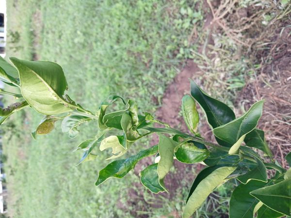 Identificação da planta Mexerica por foto