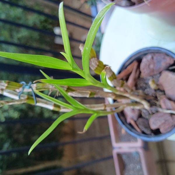 Identificação da planta Orquídea bambu por foto