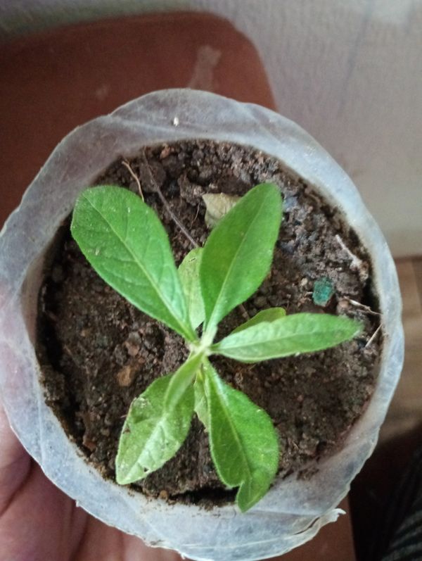 Identificação da planta Ruiva-dos-tintureiros por foto