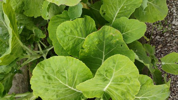 Identificação da planta Couve por foto