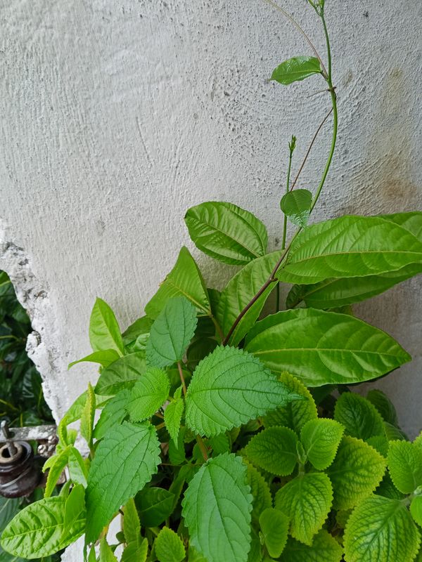 Identificação da planta Urtiga por foto