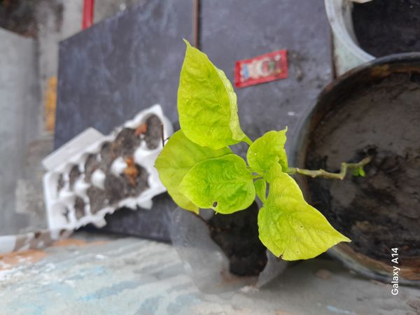 Identificação da planta Pimenta-de-cheiro por foto