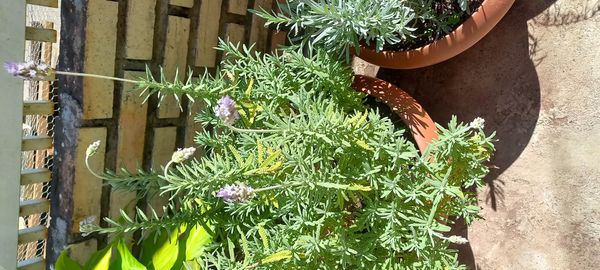 Identificação da planta Lavanda por foto