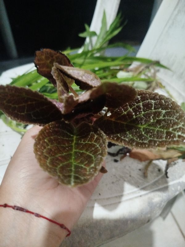 Identificação da planta Peixinho por foto