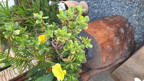 Identificação da planta Planta-jade por foto