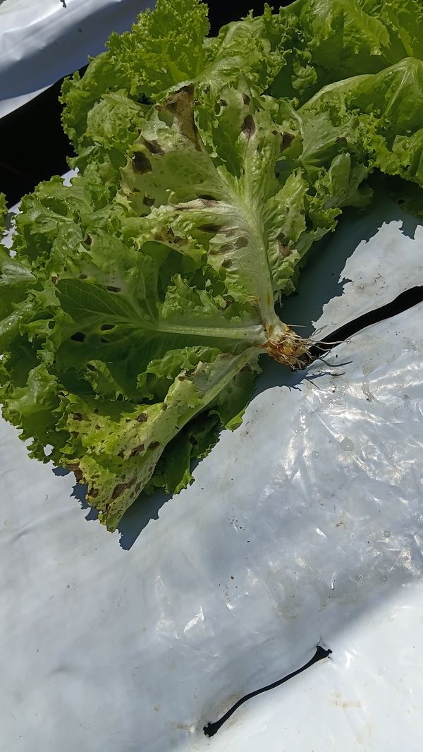 Identificação da planta Alface por foto