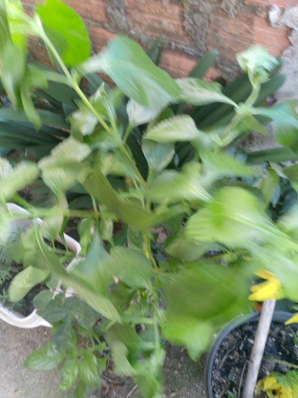Identificação da planta Malagueta por foto