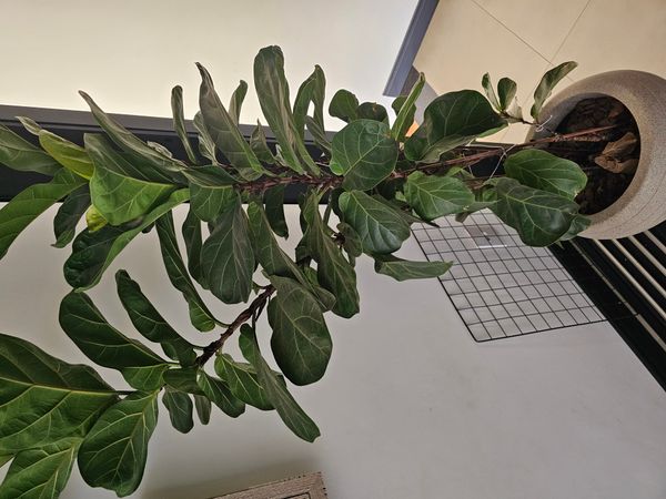 Identificação da planta Figueira-lira por foto