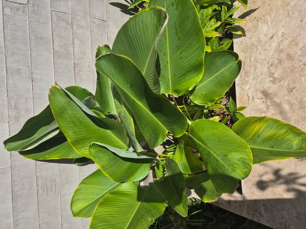 Identificação da planta Papiro por foto