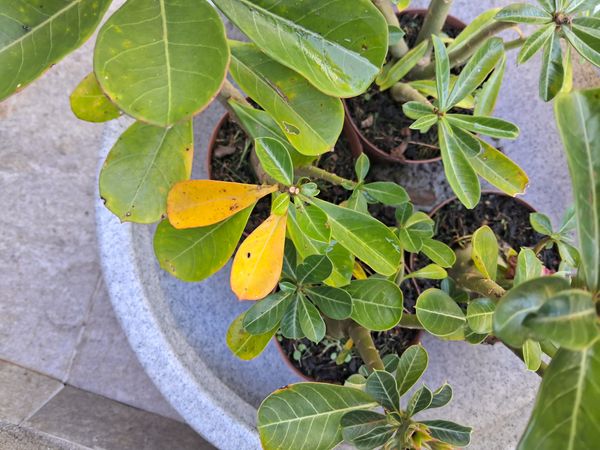Identificação da planta Tiaré por foto
