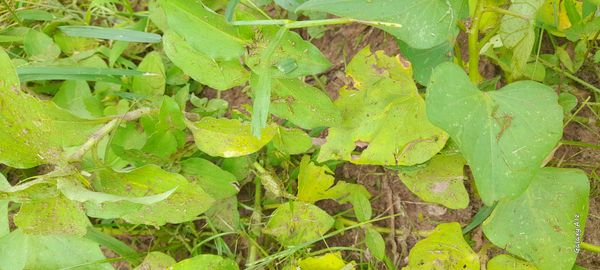 Identificação da planta Trapoeraba por foto
