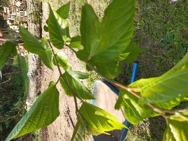 Identificação da planta Amora por foto