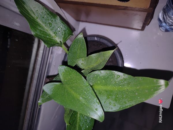 Identificação da planta Copo-de-leite por foto