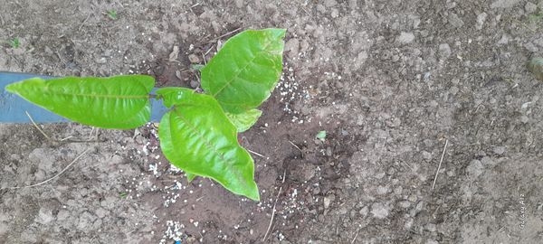 Identificação da planta Maracujá por foto
