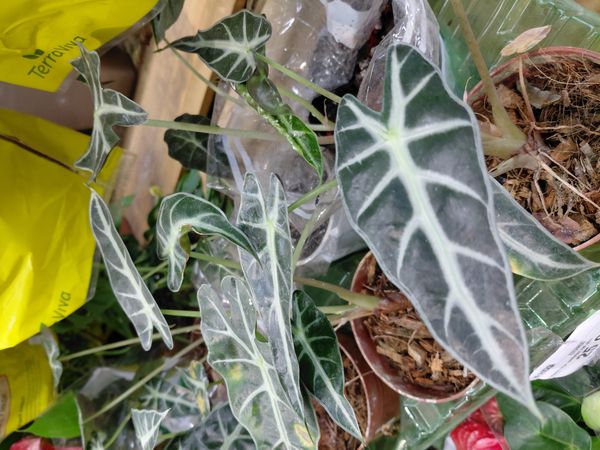 Identificação da planta Alocasia-amazonica ou Cara-de-Burro por foto