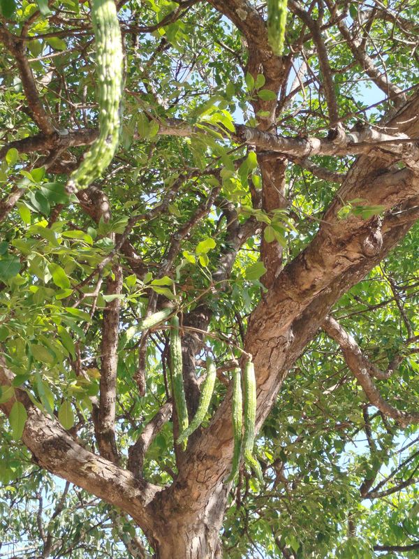 Identificação da planta Boneca-da-China por foto