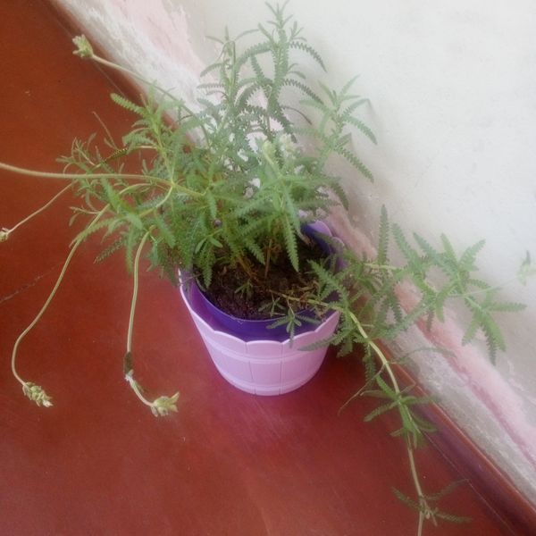 Identificação da planta Lavanda por foto