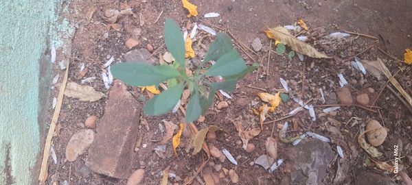 Identificação da planta Coração-de-galinha por foto