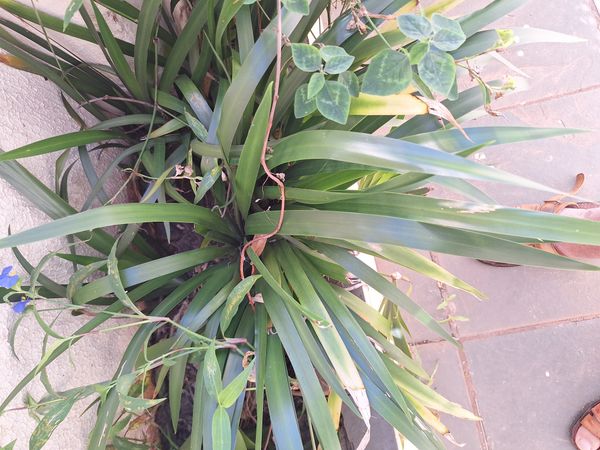 Identificação da planta Lírio Borboleta por foto