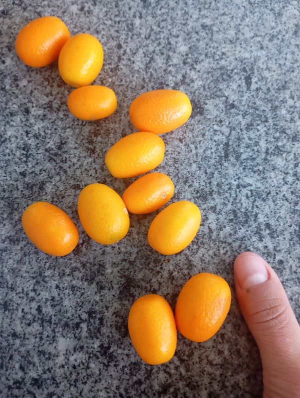 Identificação da planta Laranja Kinkan por foto