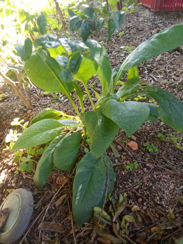 Identificação da planta Confrei por foto