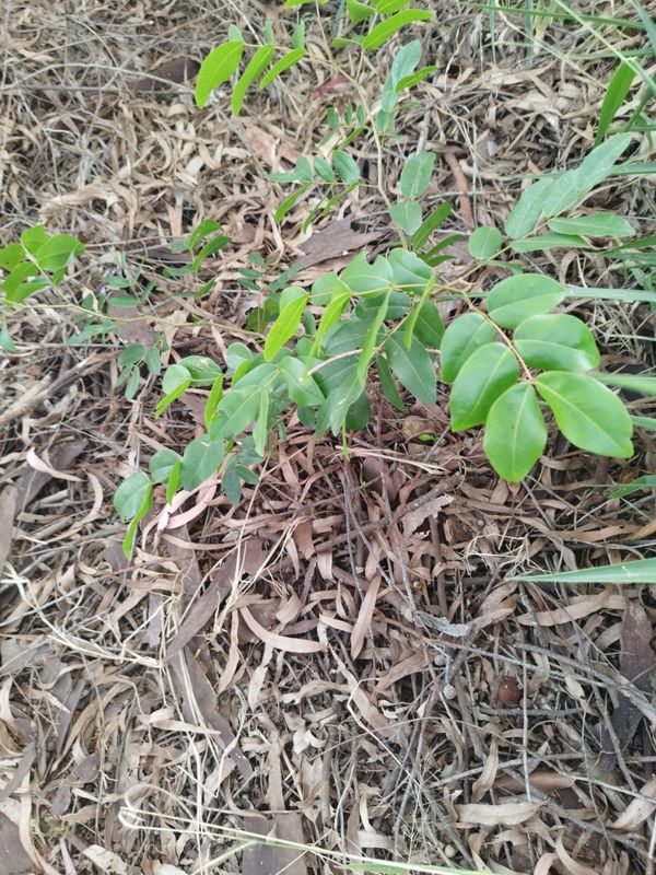 Identificação da planta Copaíba por foto