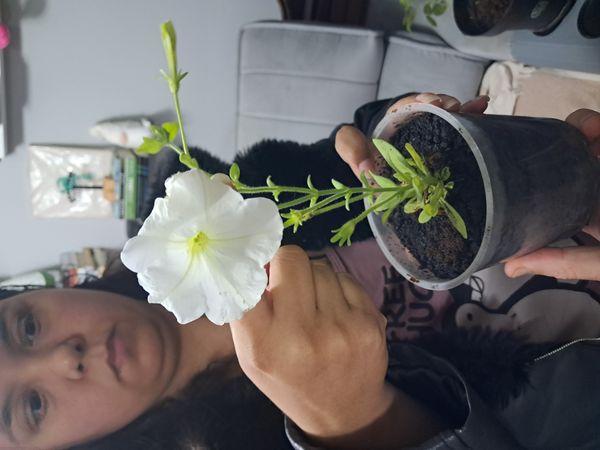 Identificação da planta Petúnia por foto