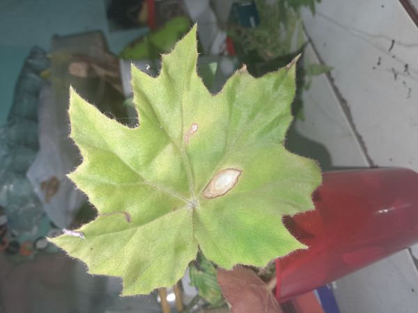 Identificação da planta Begônia rex por foto