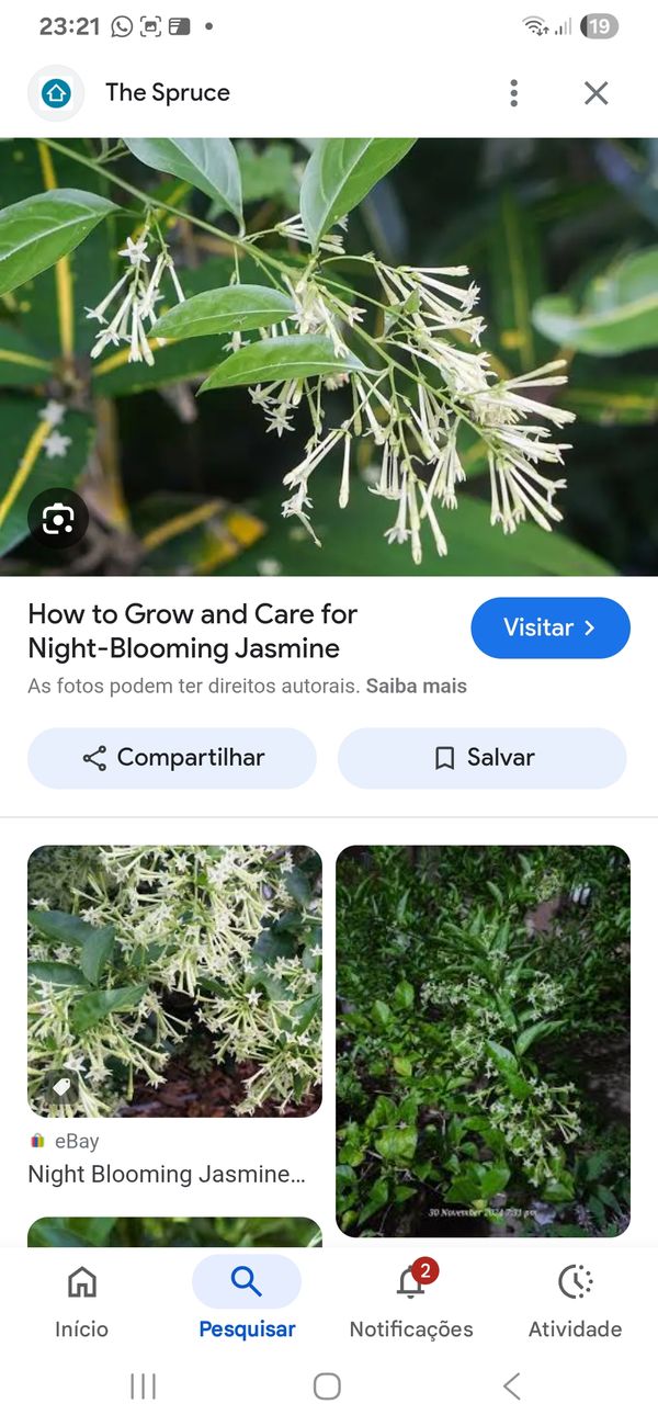 Identificação da planta Dama-da-noite por foto