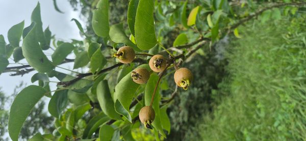 Identificação da planta Nashi por foto