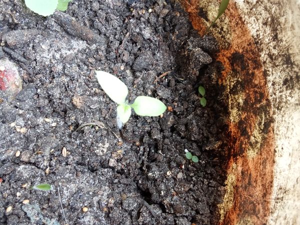 Identificação da planta Tomate por foto