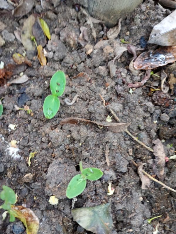 Identificação da planta Maconha-brava por foto